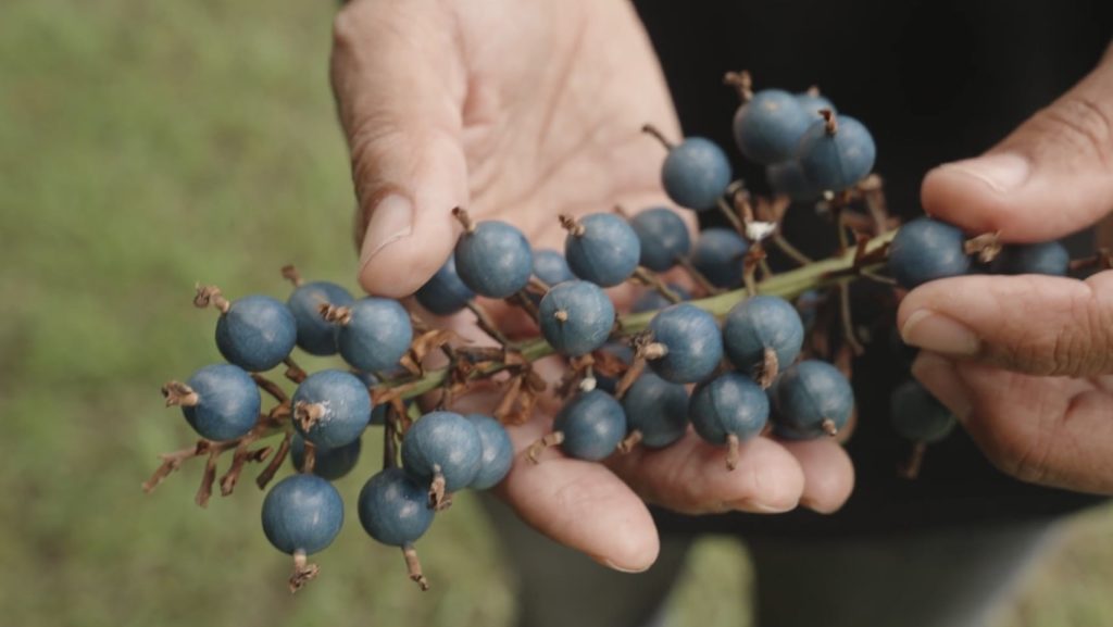 Bundjalung Bushtucker