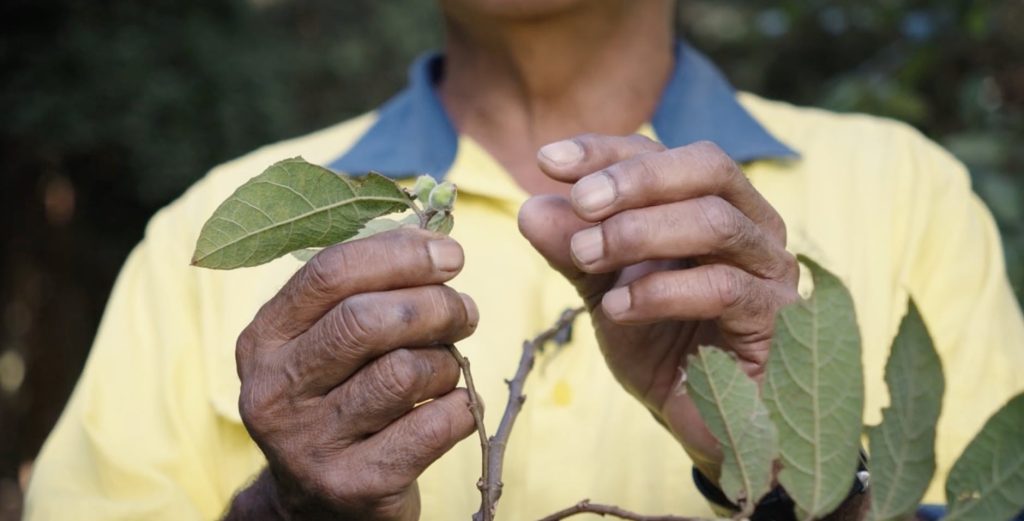 Wigay Aboriginal Cultural Park